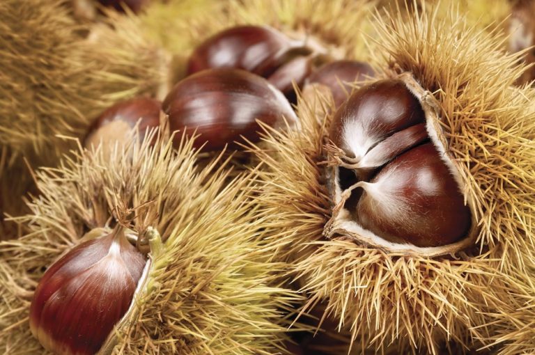 Pourquoi Appelle t on Les Chataignes Des Marrons Quelle est la durée de conservation des châtaignes (marrons